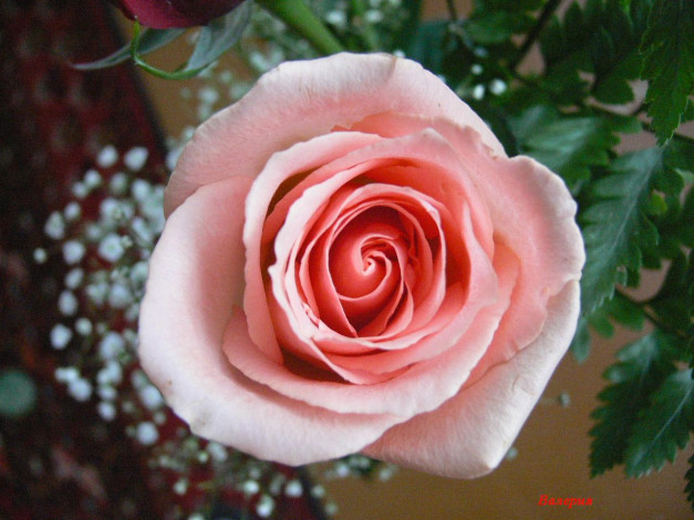 Обои картинки фото роза, цветы, розы