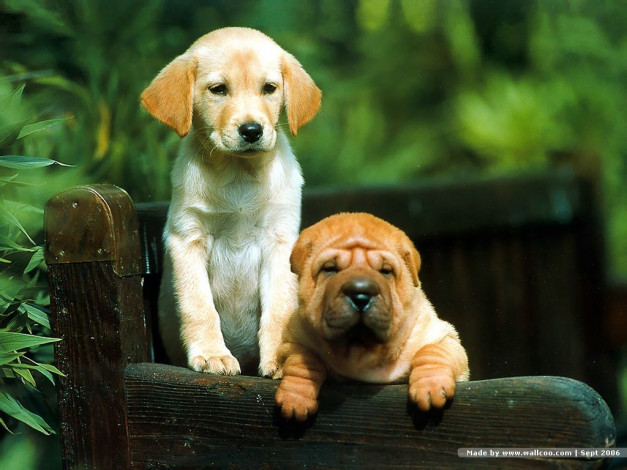 Обои картинки фото животные, собаки