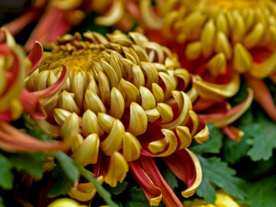 Картинка цветы хризантемы