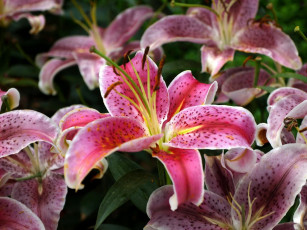 Картинка цветы лилии лилейники