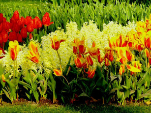 Картинка цветы разные вместе