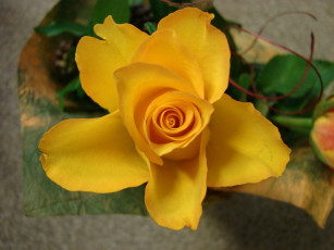 Картинка цветы розы