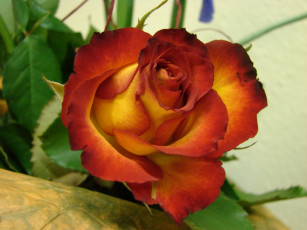 Картинка цветы розы