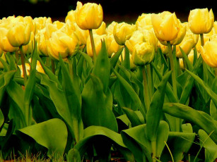 Картинка цветы тюльпаны