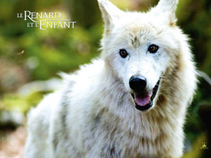 обоя кино, фильмы, the, fox, child