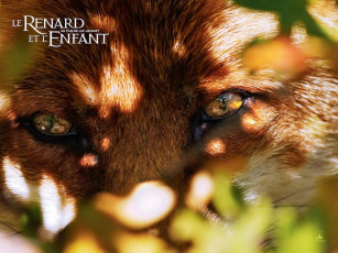 Картинка кино фильмы the fox child