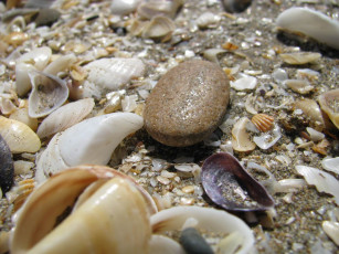 Картинка разное ракушки кораллы декоративные spa камни