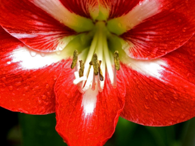 Обои картинки фото цветы, амариллисы, гиппеаструмы