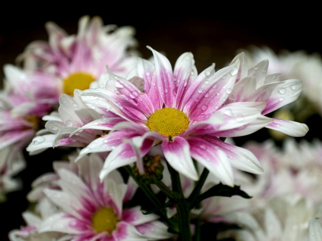 Обои картинки фото цветы, хризантемы