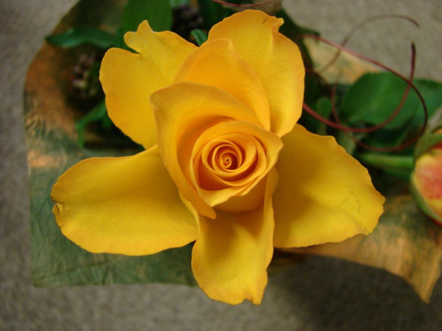 Обои картинки фото цветы, розы