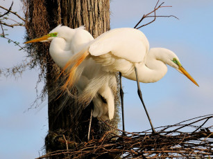 Картинка животные цапли