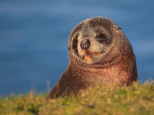 Картинка животные тюлени морские львы котики