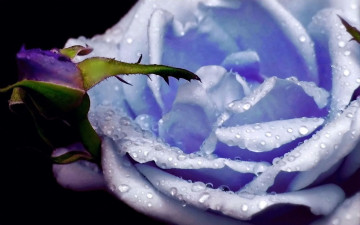 Картинка цветы розы