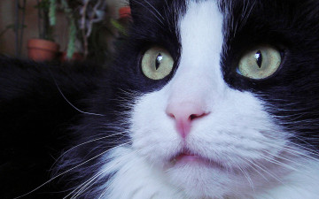 Картинка животные коты