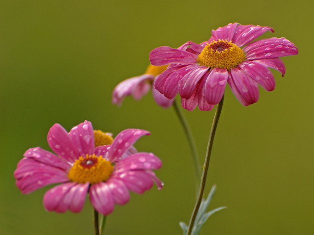 Обои картинки фото цветы, ромашки