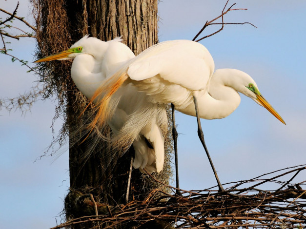 Обои картинки фото животные, цапли