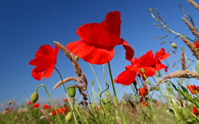 Обои картинки фото цветы, маки