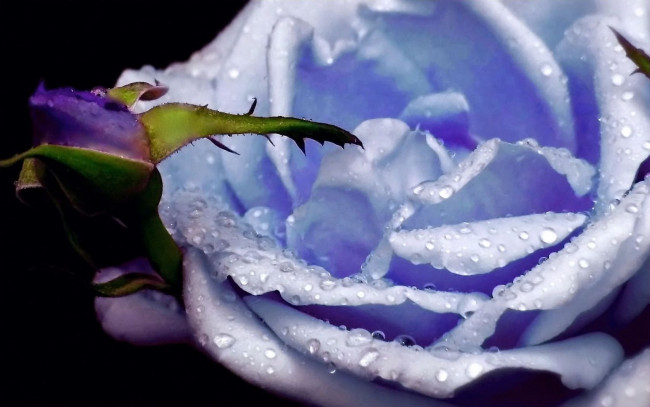 Обои картинки фото цветы, розы