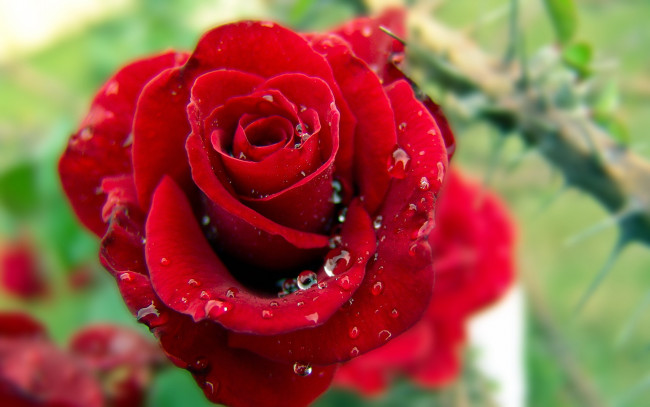 Обои картинки фото цветы, розы