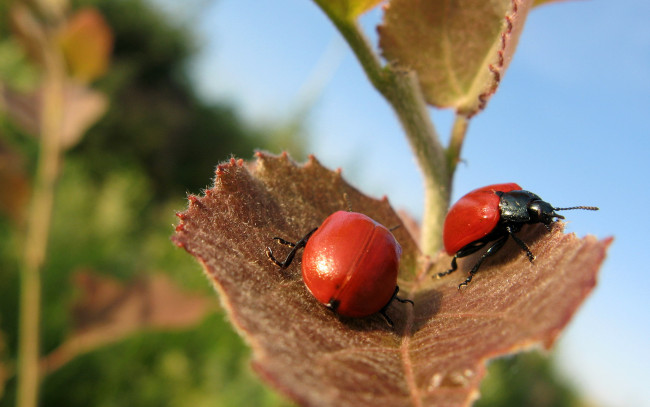 Обои картинки фото животные, насекомые