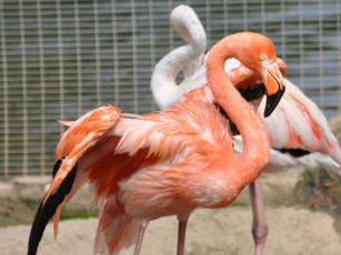 Картинка животные фламинго