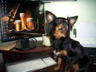 Картинка животные собаки