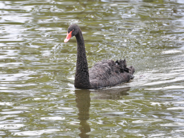 Обои картинки фото животные, лебеди