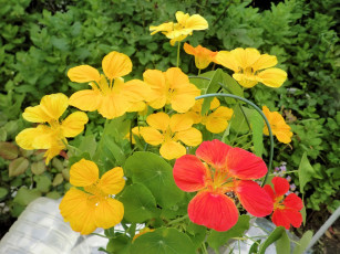 Картинка цветы настурции