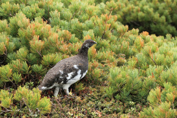 Картинка животные куропатки рябчики перепела птица кусты зеленый