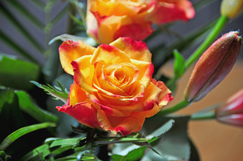 Картинка цветы розы оранжевый