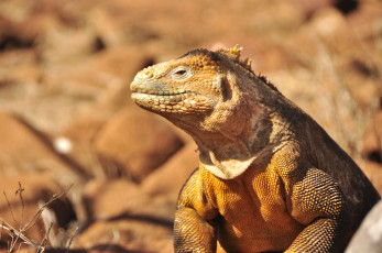 Картинка животные Ящерицы игуаны вараны игуана