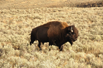 Картинка животные зубры бизоны бизон