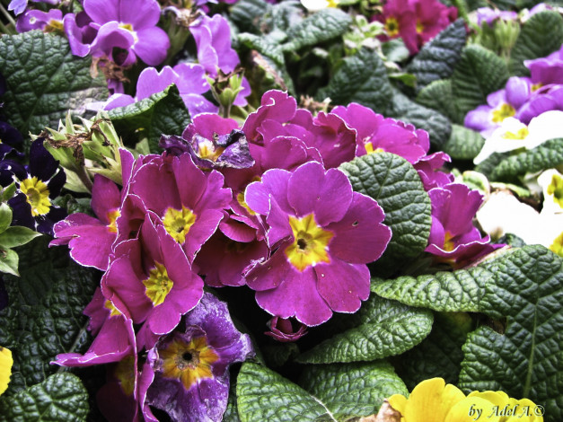 Обои картинки фото цветы, примулы, весна, примула