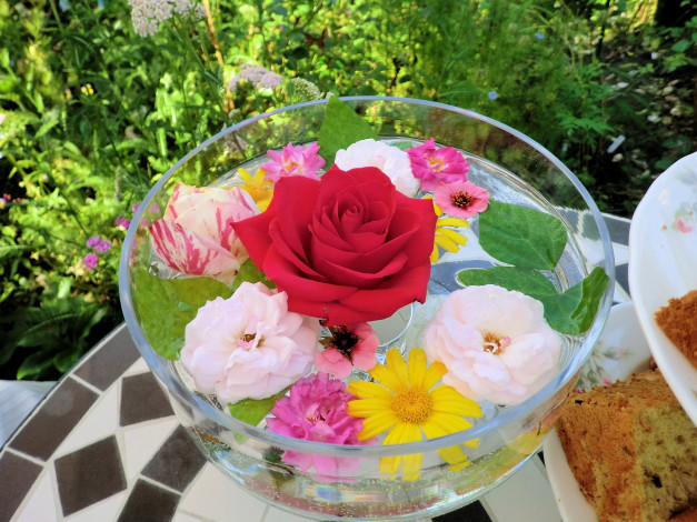 Обои картинки фото цветы, разные, вместе