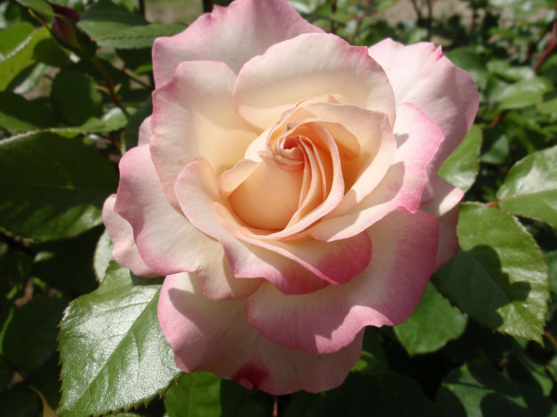 Обои картинки фото цветы, розы, розовая