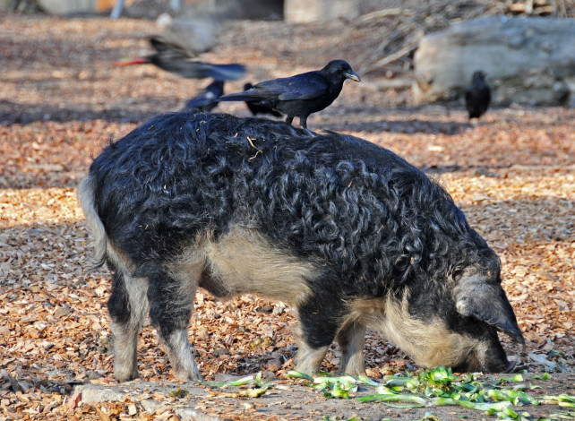 Обои картинки фото животные, разные, вместе, шерсть, свинья, птица