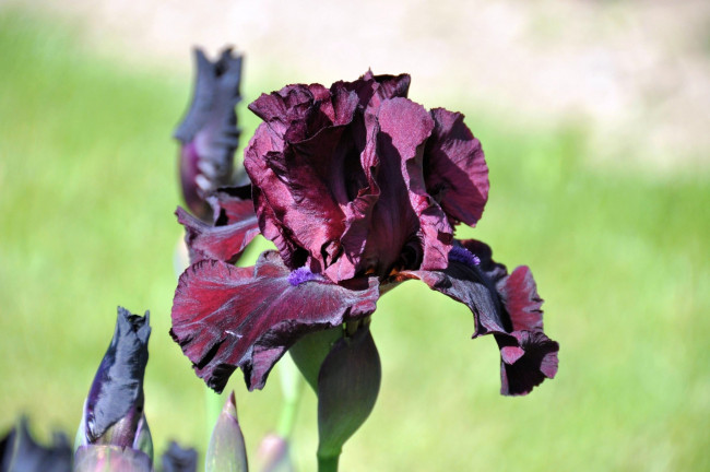 Обои картинки фото цветы, ирисы, лиловый