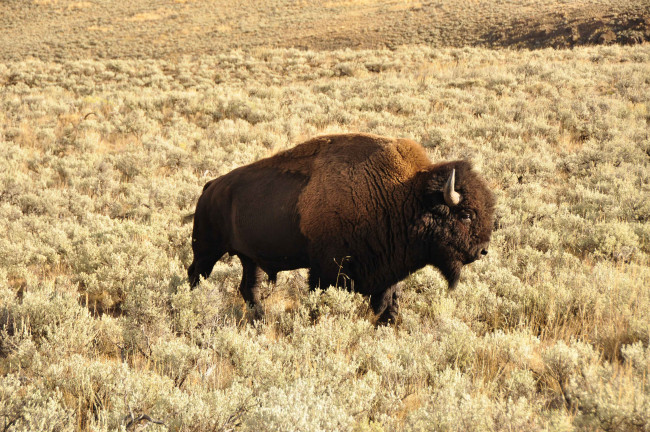 Обои картинки фото животные, зубры, бизоны, бизон