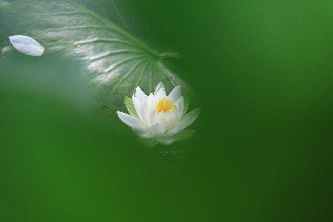 Обои картинки фото цветы, лилии, водяные, нимфеи, кувшинки