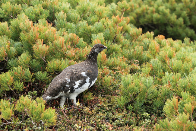 Обои картинки фото животные, куропатки, рябчики, перепела, птица, кусты, зеленый