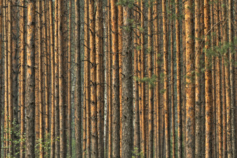 Картинка природа лес сосны лето