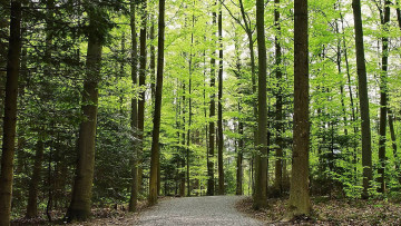 Картинка природа дороги