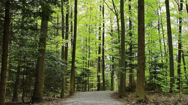 Обои картинки фото природа, дороги