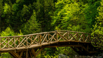 Картинка природа лес деревья мост