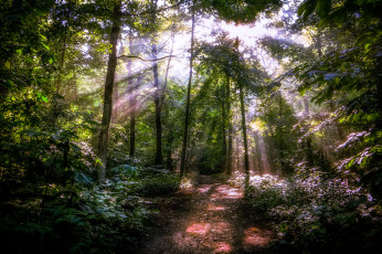 Картинка природа лес деревья