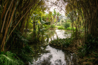 Картинка природа тропики курорт