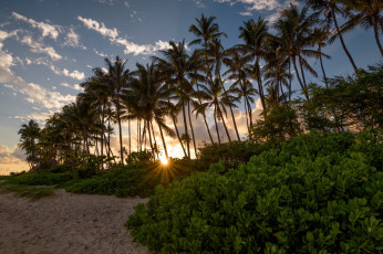 Картинка природа тропики курорт