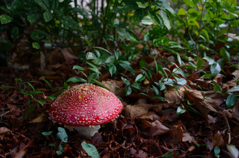 Картинка природа грибы +мухомор грибочки