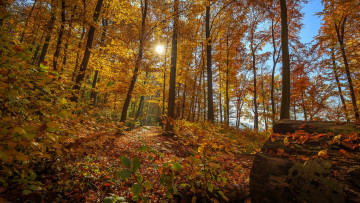 Картинка природа лес деревья