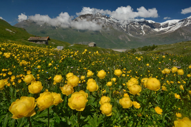 Обои картинки фото природа, луга, цветы, трава